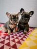 Stunning French Bulldog Puppies