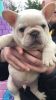 french bulldog puppy needs a new home