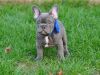 Male French Bulldog puppy for sale to lovers