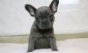 Full Blue Coat Male and Female French Bulldog Puppies