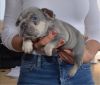 French bull dog puppy for sale