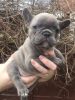 Beautiful lilac french bulldog puppy for sale