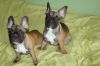 Wonderful Blue french puppies needs new homes