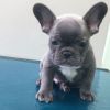 Adorable French Bulldog puppies AKC reg . Text or call xxx-xxx-xxxx