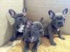 11 weeks old FRENCH BULLDOG for sale