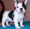 French Bulldog Puppies Ready Now