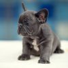 Two French bulldog Puppies Available