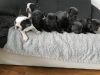 Amazing AKC French Bulldog Puppies. Text us at +1 8xx xx6-xx58.