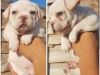 Couple of creams French bulldog puppies2 girls and a boy available