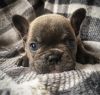 French Bulldog Puppies Ready To Leave