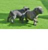 Blue French Bulldog Puppies (xxx) xxx-xxx5