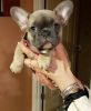 French Bulldog (10 weeks old)