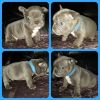 Solid Blue Frenchies aKc