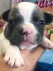 French Bulldog Puppies Available - ALL COLORS - MALES & FEMALES