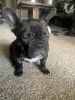 BRINDLE FRENCH BULLDOG PUPPY SUPPLIES BUNDLE INCLUDED