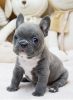 Blue Mini French Bulldog Baby