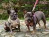 AKC REGISTERED French bulldogs