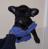 Cheap French bulldogs for sale