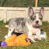Adorable french bulldog puppies needs new homes