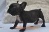 BASQUES - MALE FRENCHE BULLDOG FRENCHIE PUPPY FOR SALE!!!