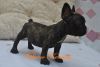 FEMALE FRENCHE BULLDOG FRENCHIE PUPPY FOR SALE!!!