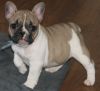 French Bulldog Puppies =[marcbradly1.9.7.5 '@'g.m.a.i.l.c.o.m