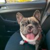 French Bulldog stud. Not for sale