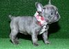 Cute Male& female French Bulldog Puppies For Sale.