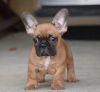 French Bulldog puppies available now