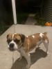 FrenchBulldog X Beagle For sale
