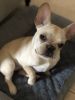 10 months old Female French Bulldog pure bread