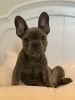 4 month old lilac french bulldog