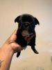 Beautiful female Frenchie for sale. 1 month old