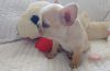 Healthy Reg. Puppies of French Bulldog Available