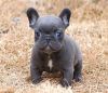 Blue Eyes French Bulldog Puppies Available