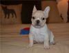 Great AKC Puppies of French Bulldog for sale