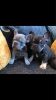 Carrier French Bulldog Pups