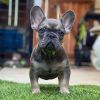 2 months old AKC Frenchies