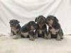 Beautiful Show-quality French Puppies