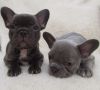 Well Trained French Bulldog Puppies Available