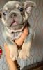 Molted French Bulldog puppies