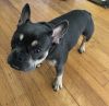 Blue & Tan French Bulldog Puppy for Sale