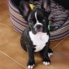 French Puppy Bull for sale