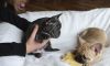 French Bulldog Puppy For Adoption