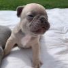 @@@Gorgeous Frenchie puppies availble@@@