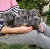 Gorgeous male and female French bulldog puppies for rehoming