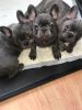 Registered Akc Frenchies