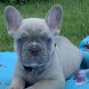 French puppy Akc registered