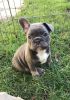 Excellent French Bulldog puppies
