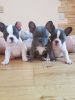 Beautiful Blue&Tan French Bulldog Puppies